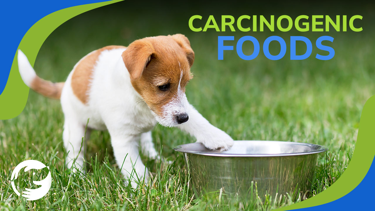 Feeding Carcinogenic Foods After You Dog has Cancer