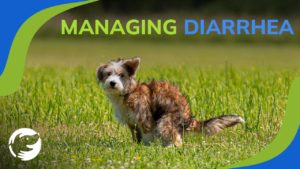 A brown and white dog pooping on the grass