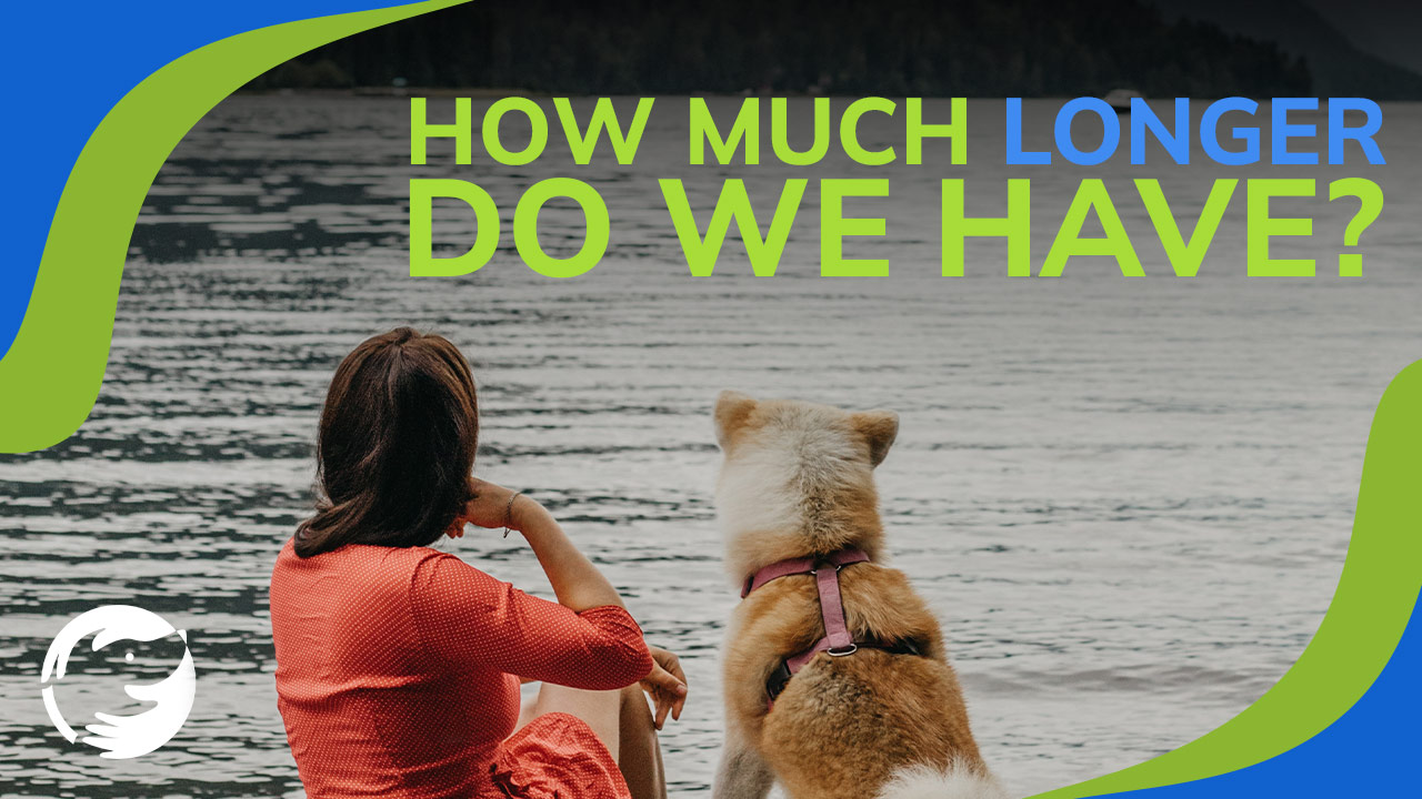 Life Expectancy vs. Gained Life Expectancy in Dog Cancer Treatments