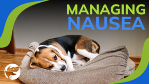 A Beagle puppy lying in his dog bed