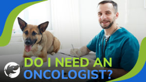 A male veterinarian examining a brown dog on the table