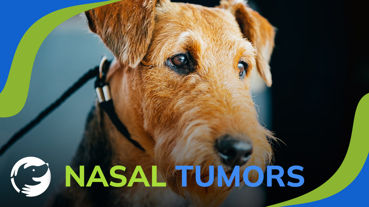 Nasal Tumors What You Need to Know About Your Dog's Cancer