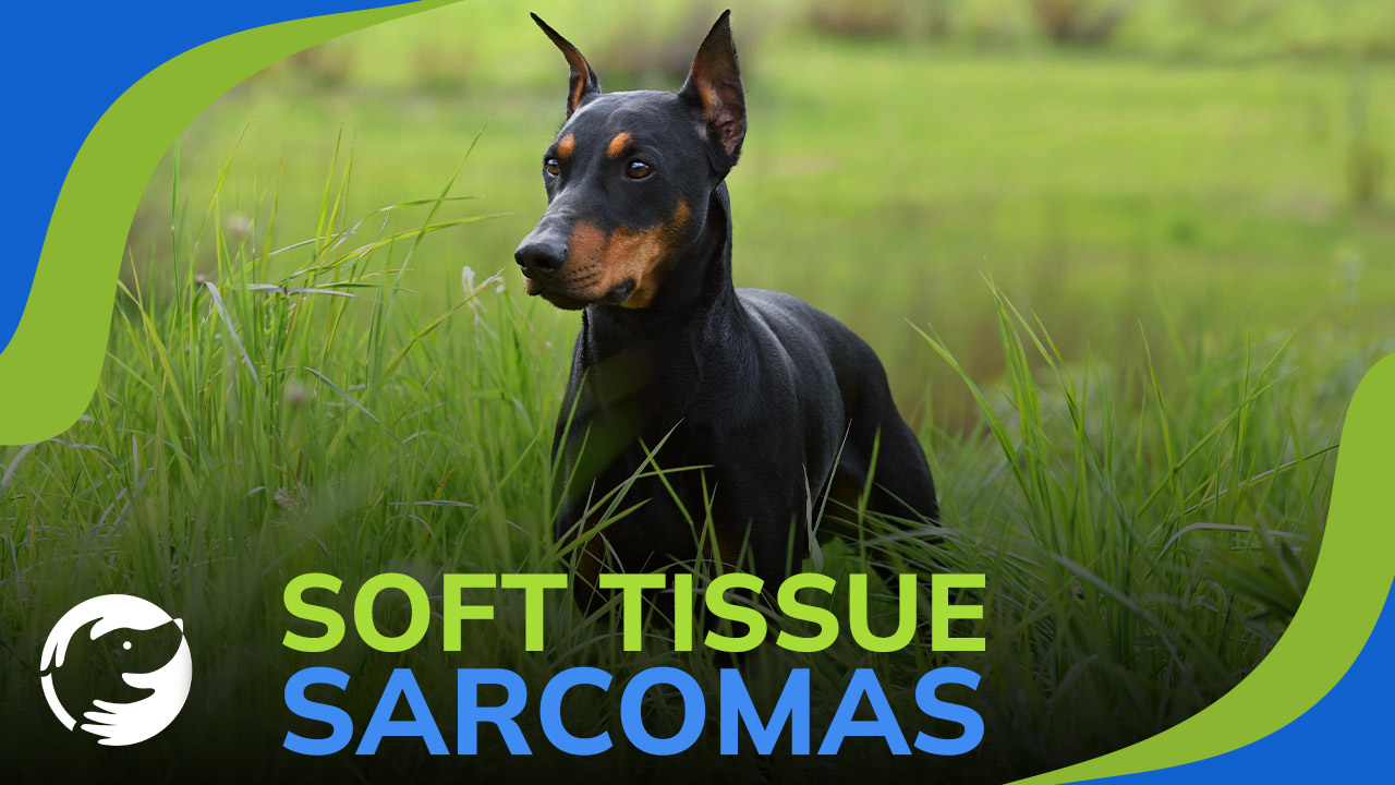 Soft Tissue Sarcoma Dog soft-tissue-sarcoma-dog
