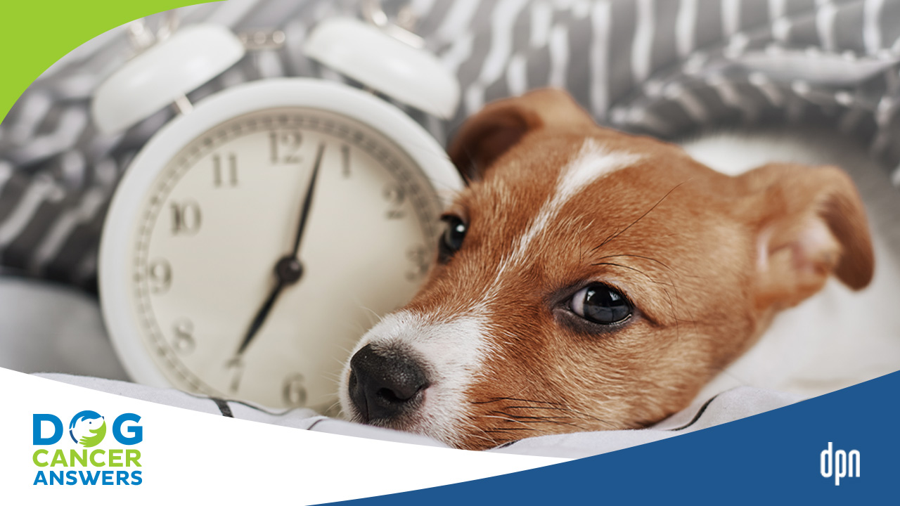 Your Dog Isn't Dying Right Now!