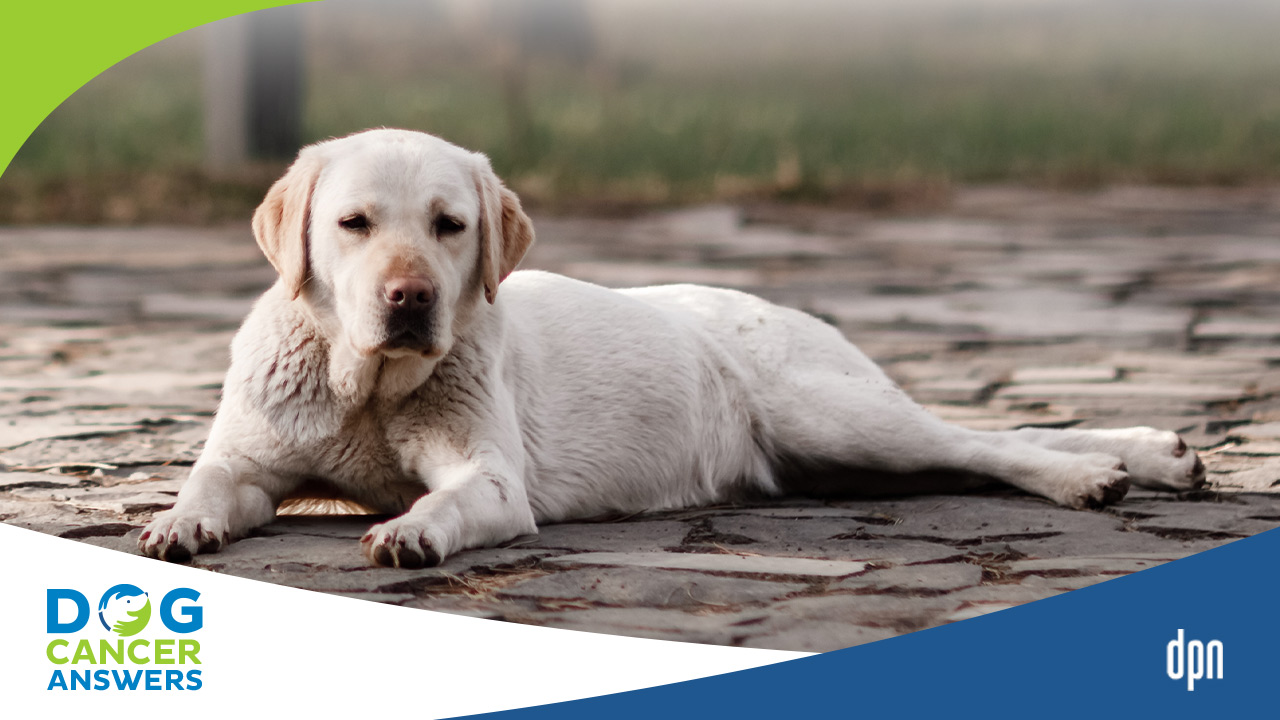 What to Know About Mast Cell Tumors