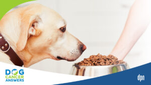 What to Feed a Dog with Cancer - Dr. Demian Dressler Q and A