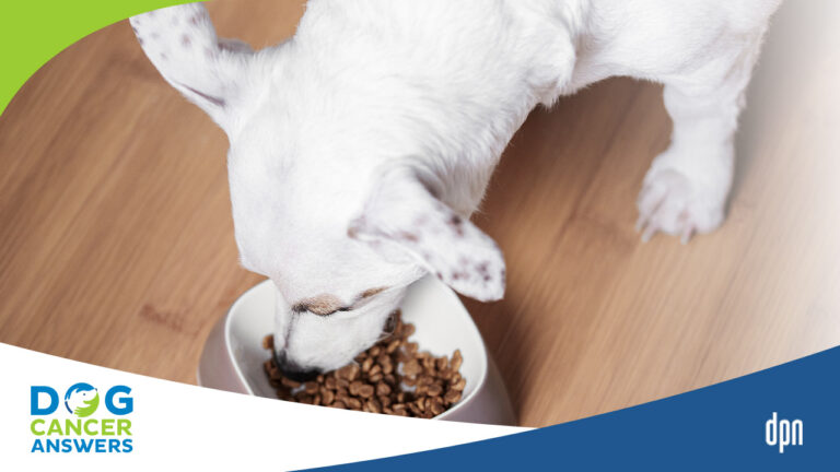 Photo inspiration: Picture Idea: Dog Cancer Diet Guidelines