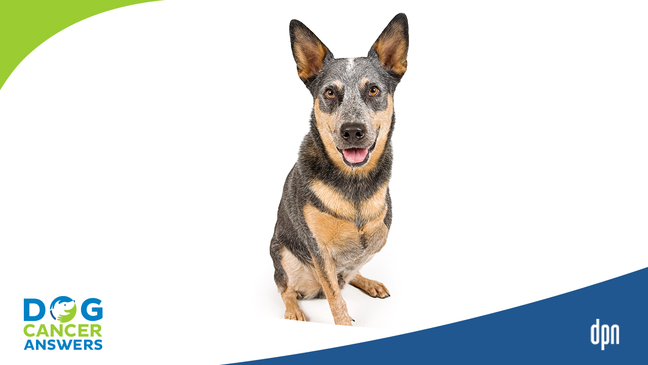 Amputation of Dog Leg? Really?? │ Dr. Demian Dressler Q&A