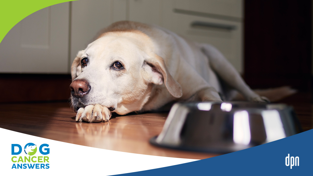 Is Zofran Okay For Dogs