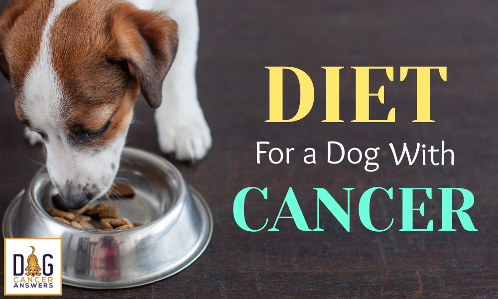 View of Feeding Carcinogenic Foods After You Dog has Cancer