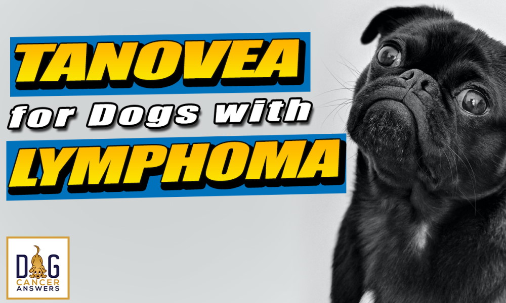 Tanovea The First FDAApproved Dog Lymphoma Treatment Dr. Douglas Thamm