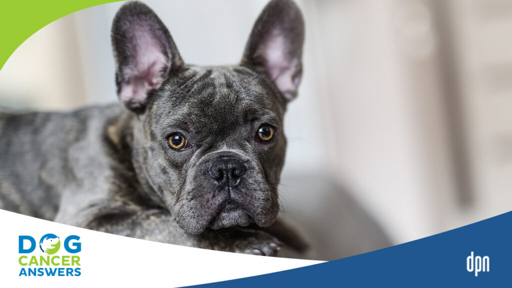 Carprovet for best sale dogs side effects