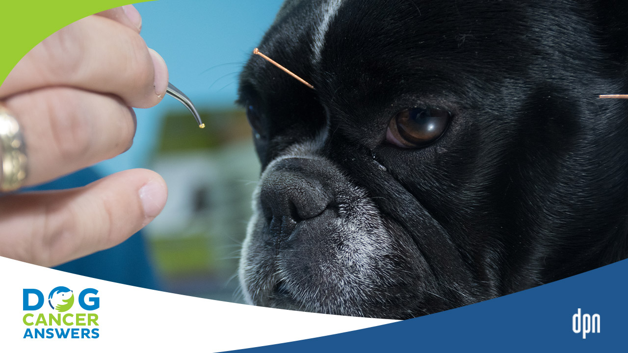 Dog Acupuncture Dr. Tori Countner Deep Dive