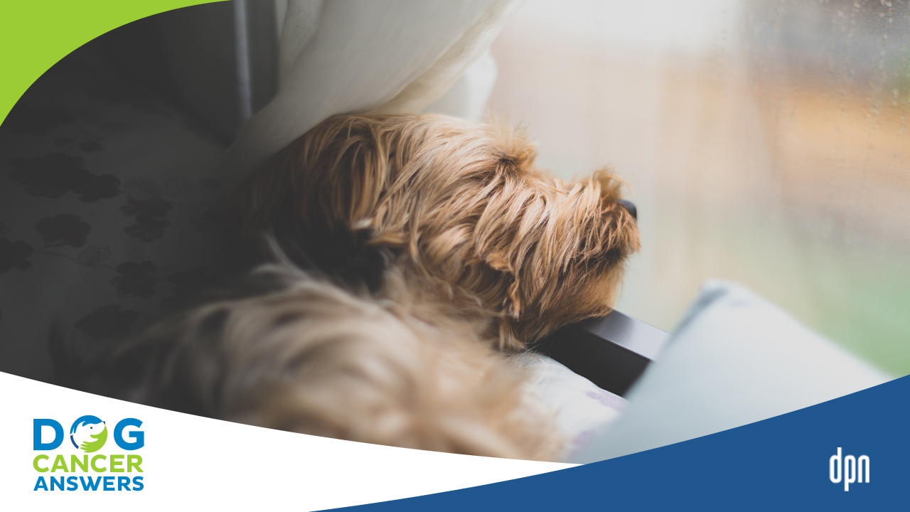 How Do You Treat A Dog With Bed Sores