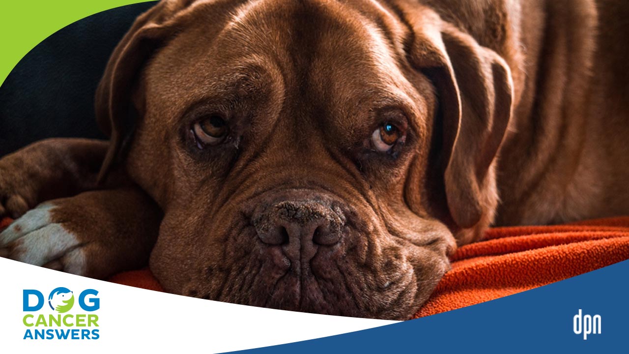 Diet for Your Dog with Cancer and Pancreatitis