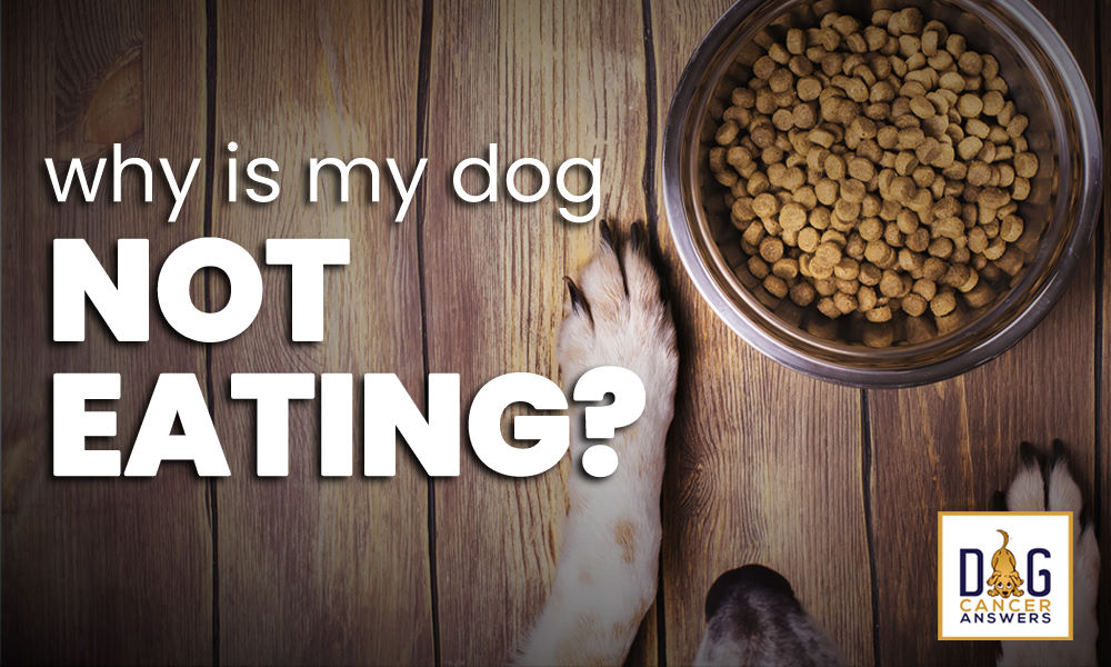 Why Is My Dog Not Eating? Dr. Trina Hazzah Deep Dive