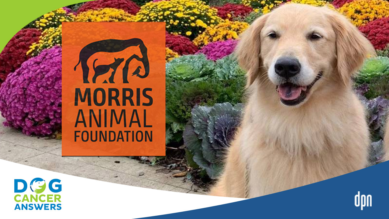 Morris Animal Foundation's Dog Cancer Research