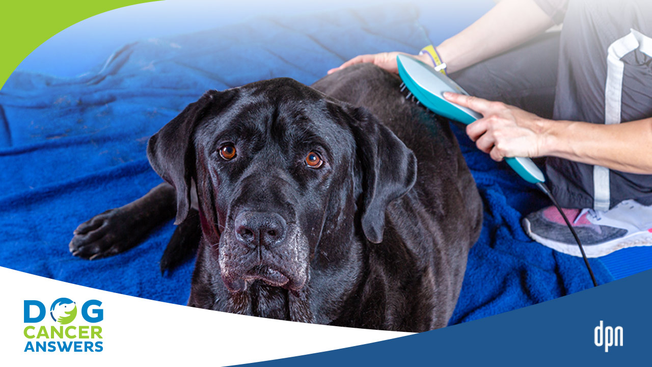 Cold Laser Therapy for Dogs Does It Work?