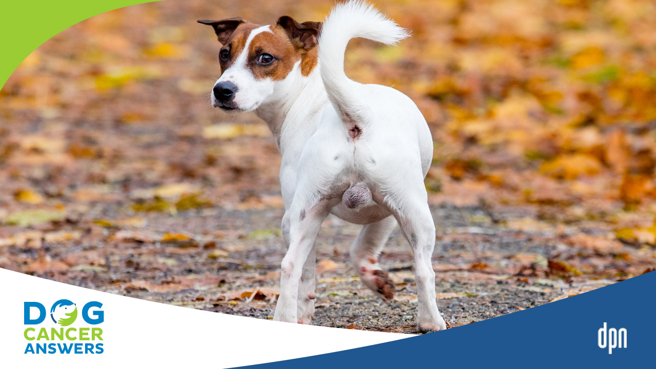 Anal Tumor Surgery In Older Dogs