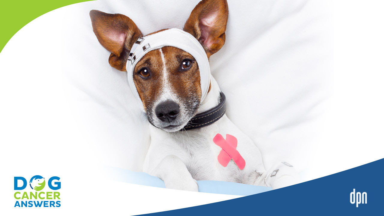 can benadryl help control a mast cell tumor in dogs