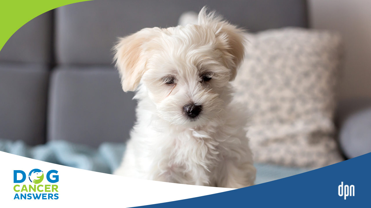 Why Is My Dog Shaking? Should I Call My Vet? Dr. Nancy Reese Deep Dive