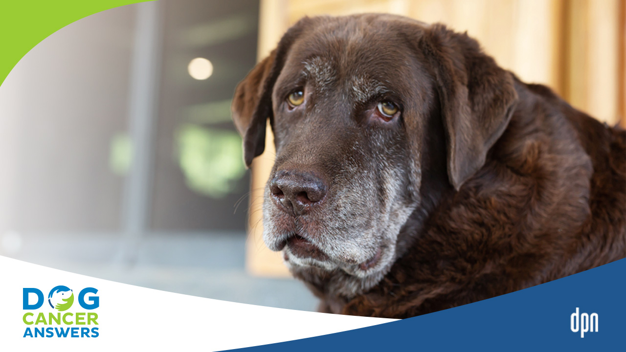 can-dogs-survive-melanoma