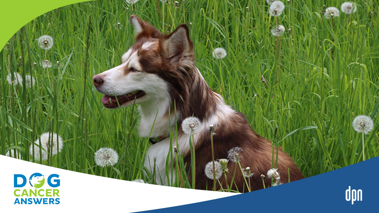 What Natural Cancer Treatment for Dogs Can I Use? Dr. Nancy Reese Q&A