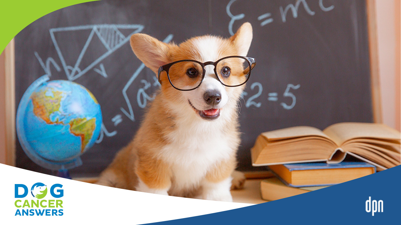 AKC Canine Health Foundation Funds Dog Cancer Research Dr. Jennifer Akc Canine Health Calendar 2025 Calendar Printable