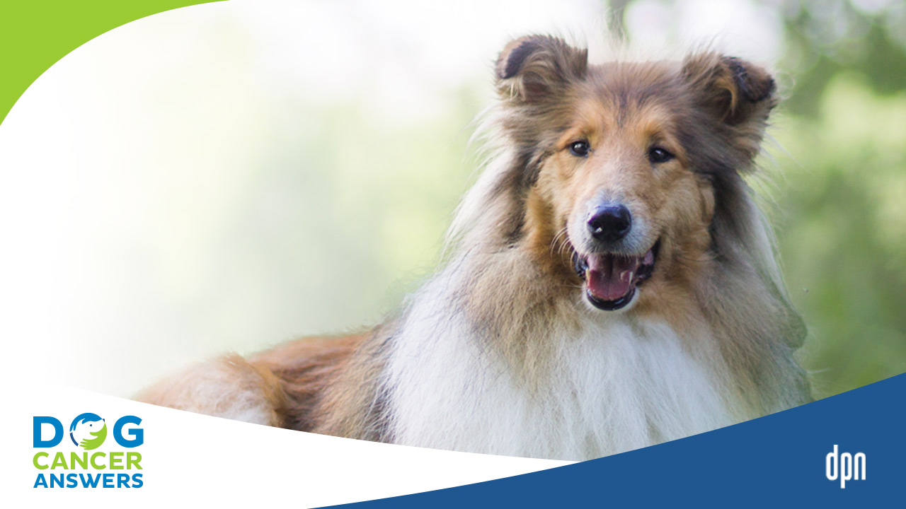 What Happens If My Dog Has Bladder Cancer