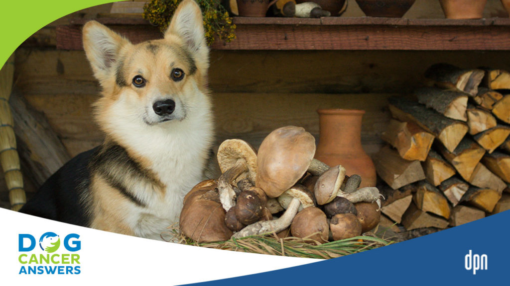 Medicinal Mushrooms for Dog Cancer Part 1 with Dr. Robert Silver