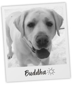 Amanda Kin_Heart Dog_Buddha_pol