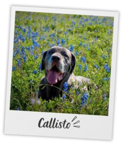 Catherine Pfent_Heart Dog_Callisto_pol