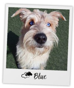 Christine Carmine_Heart Dog_Blue_pol