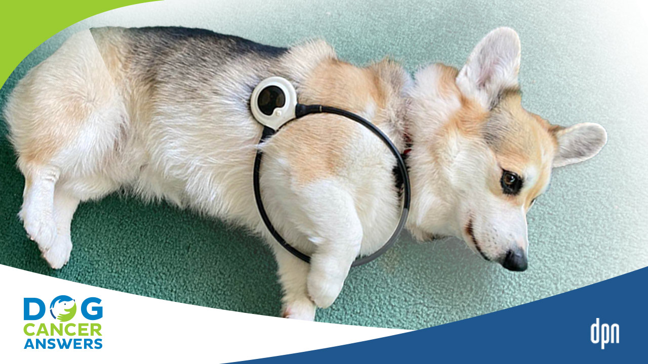 Pemf for dogs 2025