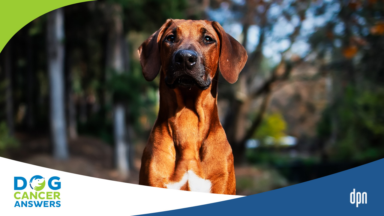 Best Treatment for Early Oral Melanoma in Dogs Dr. Brooke Britton