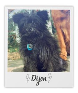 Deirdre Chiaramonte_Heart Dog_Dijon_pol Deirdre Chiaramonte_Heart Dog_Dijon_pol