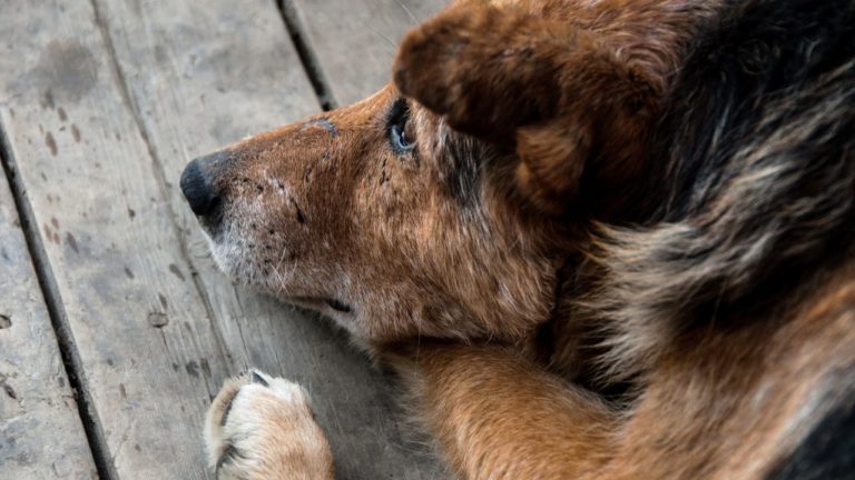 There are several warning signs a dog is dying to pay attention to.