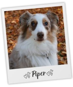 Jessica Tartof_Heart Dog_Piper_pol