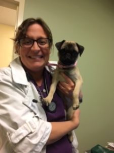 A female vet carrying a pug