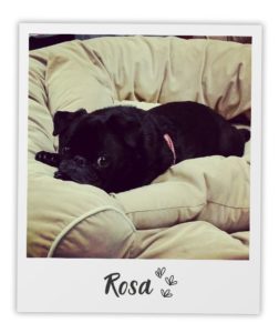 Leah Talesnick_Heart Dog_Rosa_pol