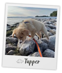 Rebecca Miceli_Heart Dog_Tupper_pol