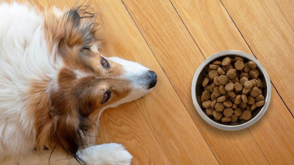 Why Don't Veterinarians Have an Official Dog Cancer Diet