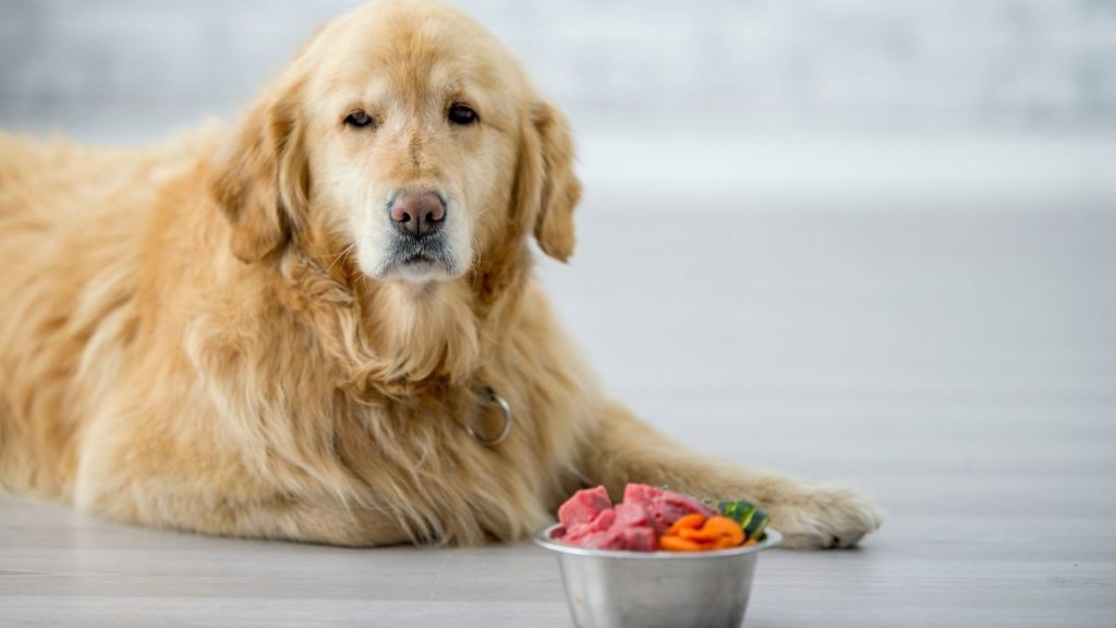 how to help your dog who won't eat