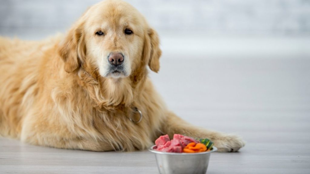 What To Do When Your Dog Won't Eat