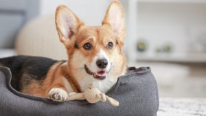 Bed Sores on Dogs: Preventing and Treating Pressure Sores