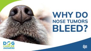 Why Do Nose Tumors Bleed