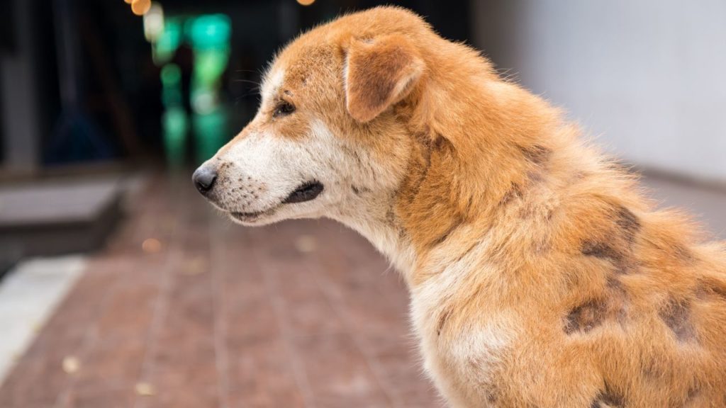 a sweet older dog with orange-brown fur and a white muzzle showing patches of fur missing, as a way to illustrate hair loss in dogs.