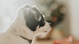 Is sunshine good for dogs? This dog is backlit with beautiful sunshine. His white fur is a risk for sun exposure, but the the black markings and thickness of the fur probably help.