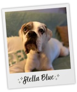 Jenny Cassibry Fisher_Heart Dog_Stella Blue_pol