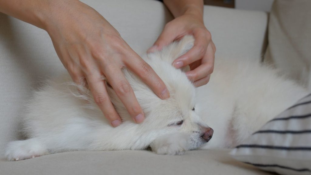 Dog being massaged